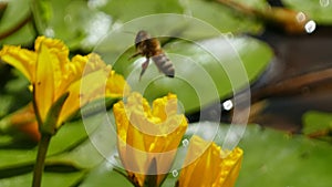 Nuphar Lutea or yellow water lilies with wasp landing and splashing water droplets