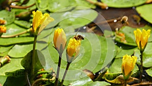 Nuphar Lutea or yellow water lilies with wasp landing and splashing water droplets