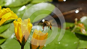 Nuphar Lutea or yellow water lilies with wasp landing and splashing water droplets