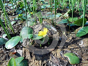Nuphar lutea, the yellow water-lily