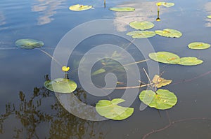 Nuphar lutea, or yellow water Lily