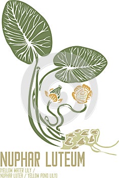 Nuphar luteum plant silhouette in color image vector illustration