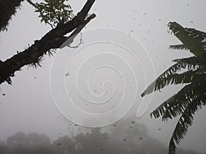 Nuptial flight of leaf-cutter ants