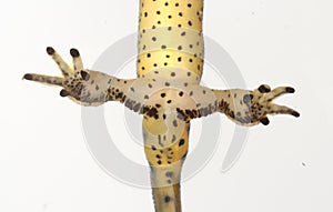 Nuptial pads on legs of adult eastern newt