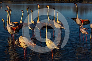 Nuptial parade , head flag movement and wing salute of Flamingos at sunset