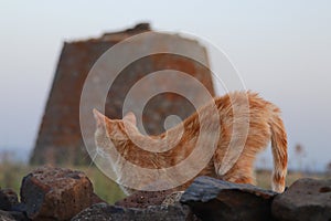 Nuraghe and cat