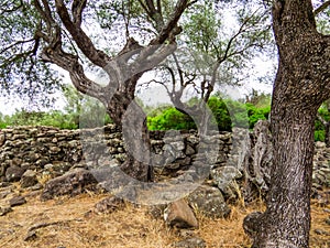 Nuragic Complex of Serra Orrios, Province of Nuoro, Sardinia, Italy