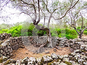 Nuragic Complex of Serra Orrios, Province of Nuoro, Sardinia, Italy