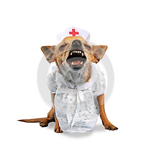 Nurse dog