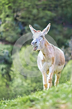 A nurse donkey in the pasture