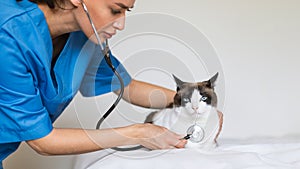 Nurse Putting Stethoscope To Dometic Cat During Health Examination Indoor