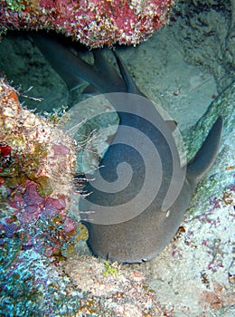 Nurse shark