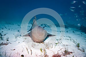 Nurse Shark