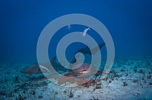 Nurse Shark