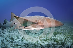 A nurse shark