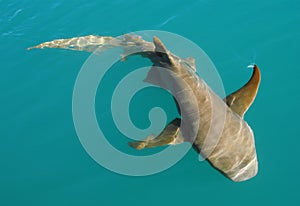 Nurse Shark