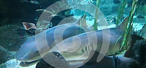 nurse shark in an aquarium