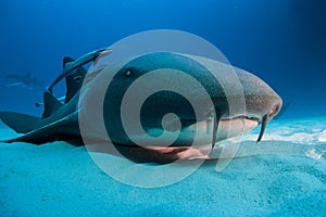 Nurse shark bahamas bimini