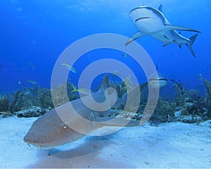 Nurse Shark and Caribbean Reef Shark