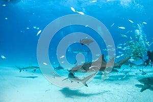 Nurse shark and caribbean reef sharks at the Bahamas