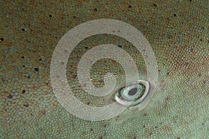 A nurse shark eye Ginglymostoma cirratum. The dermal scales are clearly visible