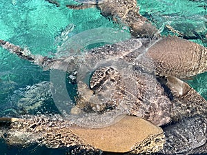 Nurse Shark Frenzy