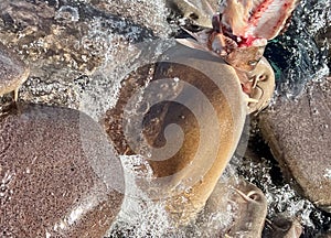 Nurse Shark Frenzy