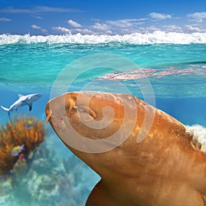 Nurse shark gata nodriza Ginglymostoma cirratum