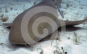 A Nurse Shark (Ginglymostoma cirratum) in Bimini