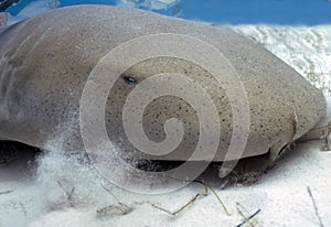 A Nurse Shark (Ginglymostoma cirratum) in Bimini