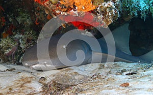 Nurse shark (Ginglymostoma cirratum) - Cozumel photo