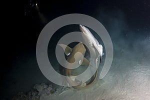 Nurse shark mating in maldives