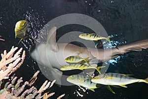 Nurse shark and Pilotfish photo