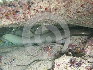Nurse Shark Sleeping in cave