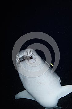 Nurse Shark Swimming in Dark Waters during Night Dive in Maldives