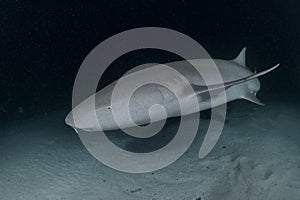 Nurse Shark Swimming in Dark Waters during Night Dive in Maldives