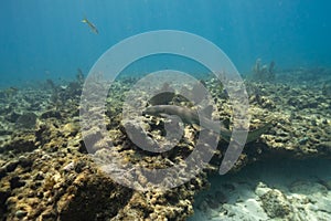 Nurse Shark swimming in Snapper ledge in Key Largo