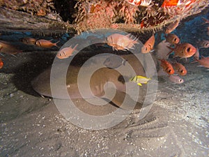 Nurse shark underwater CearÃÂ¡, Brazil