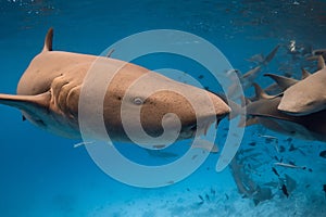 Nurse shark underwater in tropical blue sea. Close up view of shark