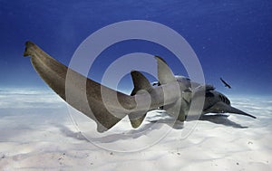 Nurse shark underwater.