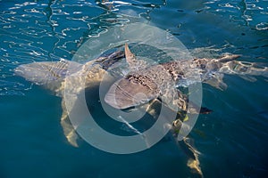 Nurse Sharks