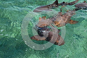 Nurse Sharks Gathering in Expectancy of Bait at Shark Ray Alley off Caye Caulker Island in Belize, Caribbean