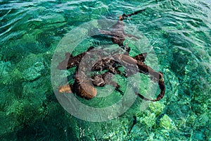 Nurse Sharks Gathering in Expectancy of Bait at Shark Ray Alley off Caye Caulker Island in Belize, Caribbean