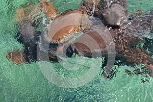 Nurse Sharks Gathering in Expectancy of Bait at Shark Ray Alley off Caye Caulker Island in Belize, Caribbean