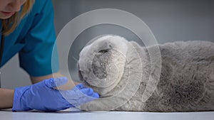 Nurse stroking cat, wellness checkup in veterinary hospital, pet health care
