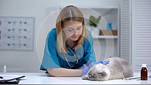 Nurse stroking cat, wellness checkup in veterinary hospital, pet health care