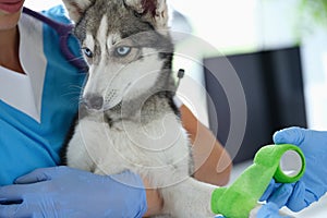 A nurse in a vet clinic holds a husky puppy with an injured paw