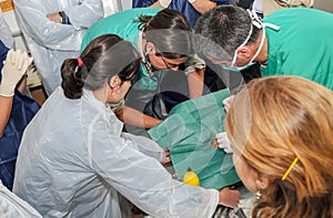 Nurse and veterinarian performing surgery on an animal in a practical necrology course at the bird recovery center.