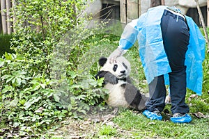 Panda Bear Cub with Nurse, Panda Research Center Chengdu, China