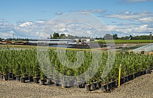 Nursery buildings and plants rural Oregon